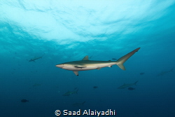 We dived in a remote area located in the Red Sea side of ... by Saad Alaiyadhi 